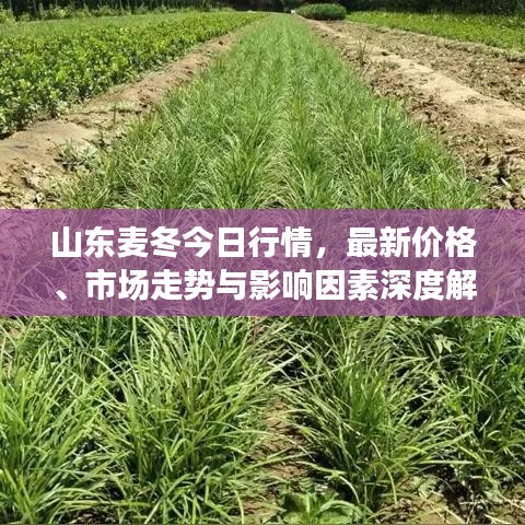 山東麥冬今日行情，最新價格、市場走勢與影響因素深度解析