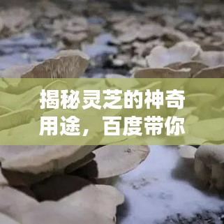 揭秘靈芝的神奇用途，百度帶你探索未知世界！