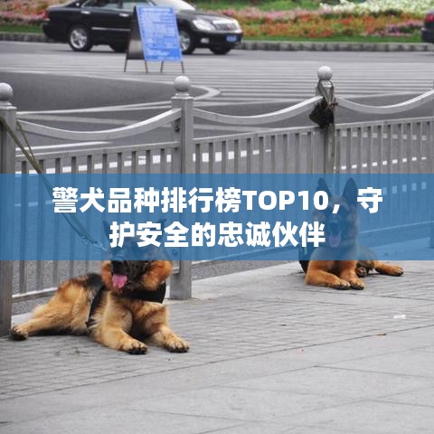 警犬品種排行榜TOP10，守護安全的忠誠伙伴