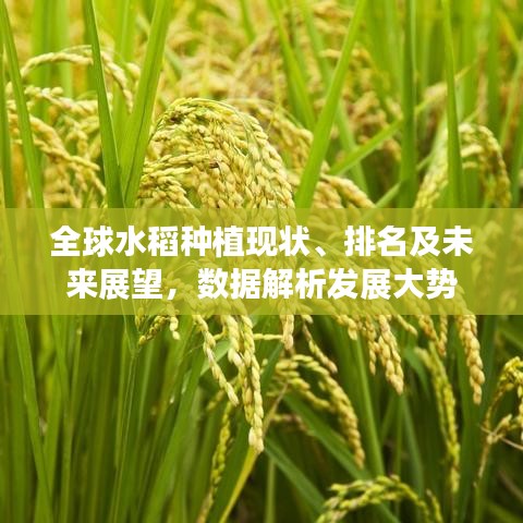 全球水稻種植現(xiàn)狀、排名及未來展望，數(shù)據(jù)解析發(fā)展大勢(shì)