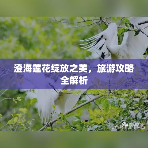澄海蓮花綻放之美，旅游攻略全解析