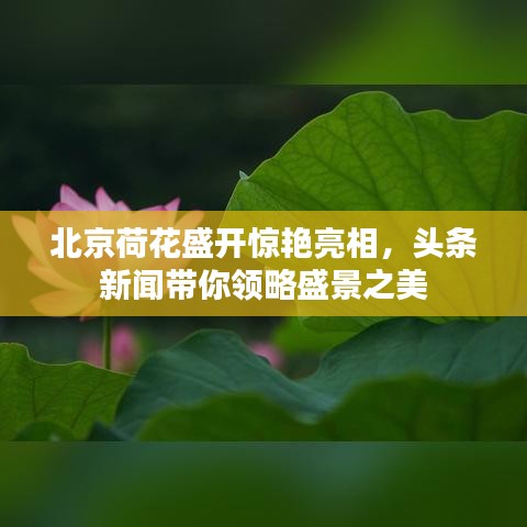 北京荷花盛開驚艷亮相，頭條新聞帶你領(lǐng)略盛景之美