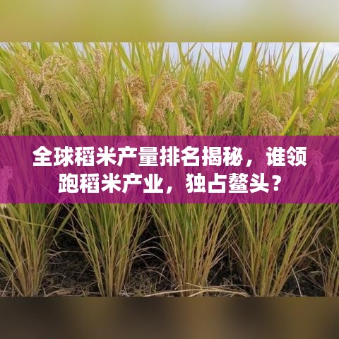 全球稻米產(chǎn)量排名揭秘，誰(shuí)領(lǐng)跑稻米產(chǎn)業(yè)，獨(dú)占鰲頭？