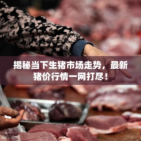 揭秘當下生豬市場走勢，最新豬價行情一網(wǎng)打盡！