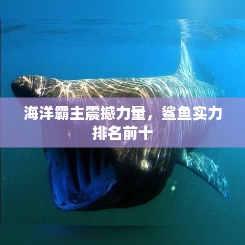 海洋霸主震撼力量，鯊魚實力排名前十