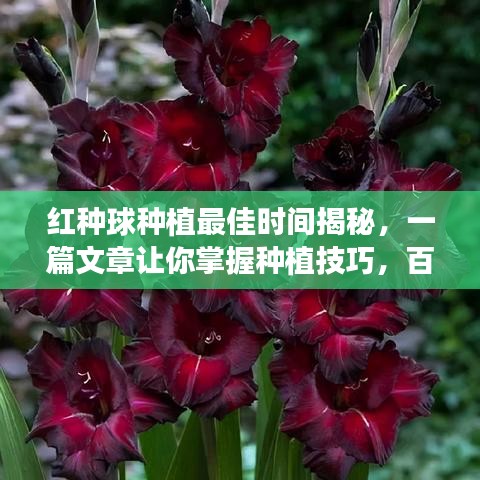 紅種球種植最佳時(shí)間揭秘，一篇文章讓你掌握種植技巧，百度權(quán)威解答！