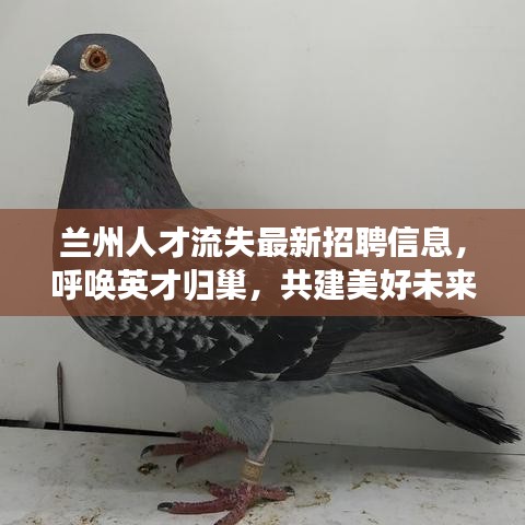 蘭州人才流失最新招聘信息，呼喚英才歸巢，共建美好未來