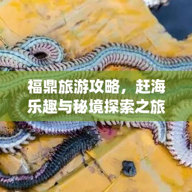 福鼎旅游攻略，趕海樂趣與秘境探索之旅！