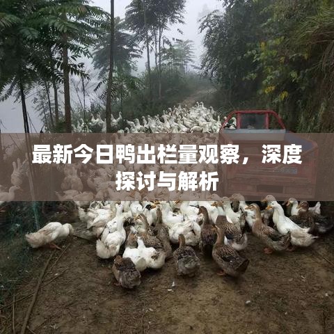 最新今日鴨出欄量觀察，深度探討與解析