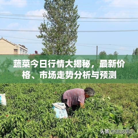 蔬菜今日行情大揭秘，最新價格、市場走勢分析與預測