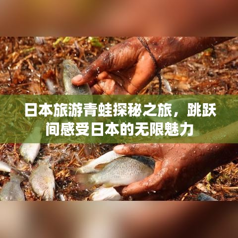 日本旅游青蛙探秘之旅，跳躍間感受日本的無限魅力