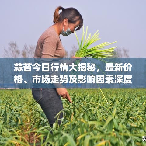 蒜苔今日行情大揭秘，最新價(jià)格、市場(chǎng)走勢(shì)及影響因素深度解析