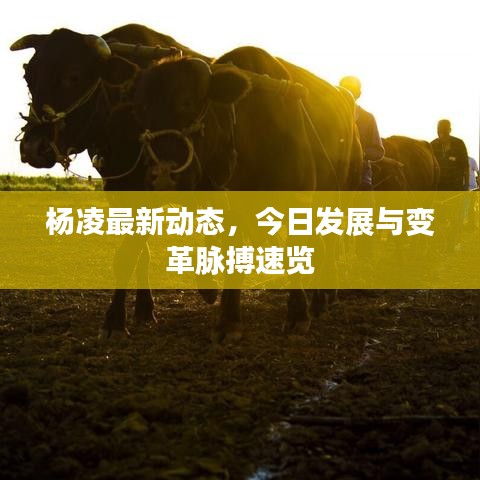 楊凌最新動態(tài)，今日發(fā)展與變革脈搏速覽