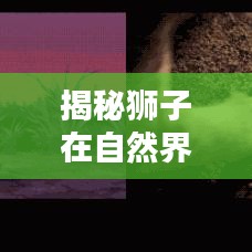 揭秘獅子在自然界中的地位排名，王者之獅榮耀上榜！