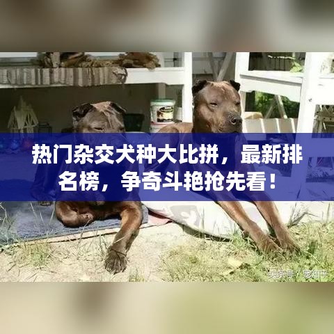 熱門(mén)雜交犬種大比拼，最新排名榜，爭(zhēng)奇斗艷搶先看！