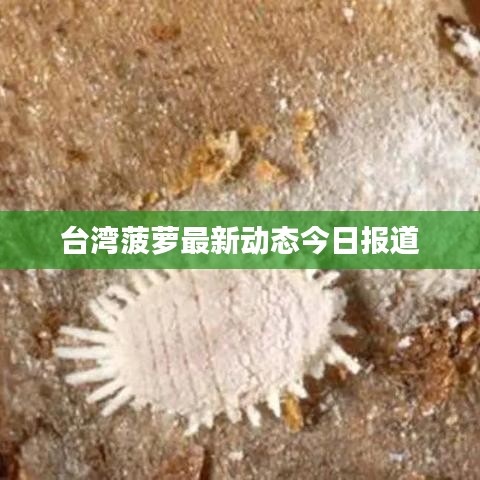 臺灣菠蘿最新動態(tài)今日報道
