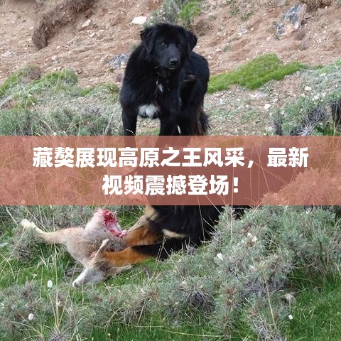藏獒展現(xiàn)高原之王風(fēng)采，最新視頻震撼登場(chǎng)！