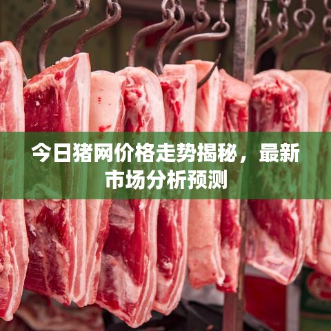今日豬網(wǎng)價格走勢揭秘，最新市場分析預(yù)測