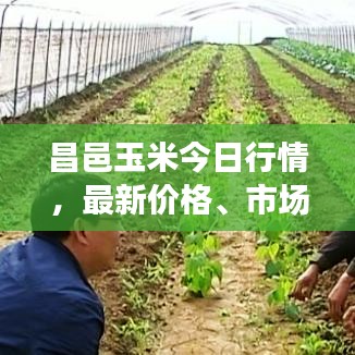 昌邑玉米今日行情，最新價(jià)格、市場(chǎng)走勢(shì)分析與預(yù)測(cè)揭秘