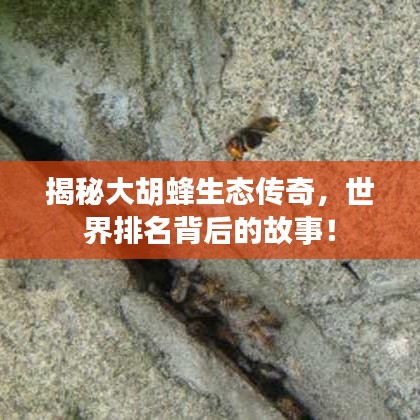 揭秘大胡蜂生態(tài)傳奇，世界排名背后的故事！