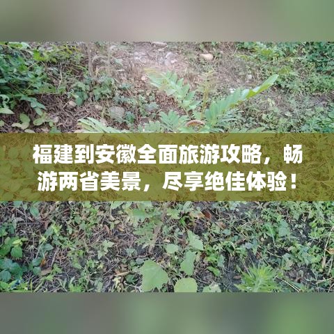 福建到安徽全面旅游攻略，暢游兩省美景，盡享絕佳體驗！