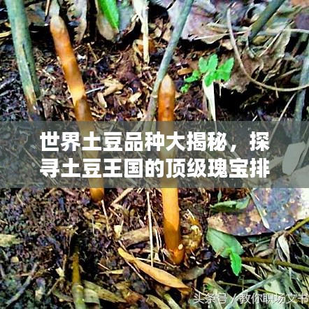 世界土豆品種大揭秘，探尋土豆王國的頂級瑰寶排名！