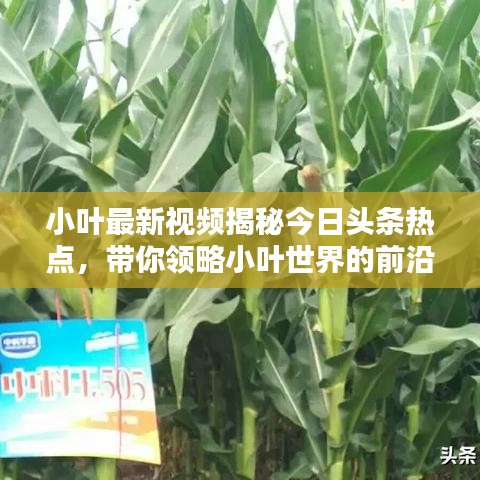 小葉最新視頻揭秘今日頭條熱點(diǎn)，帶你領(lǐng)略小葉世界的前沿資訊魅力！