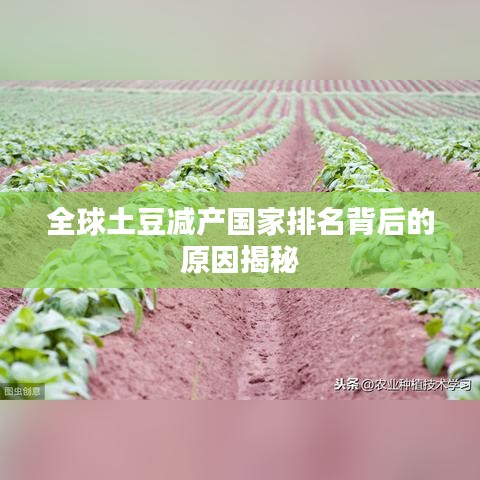 全球土豆減產(chǎn)國家排名背后的原因揭秘