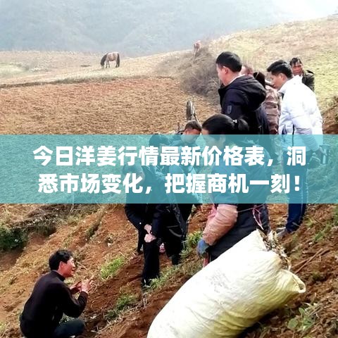 今日洋姜行情最新價格表，洞悉市場變化，把握商機(jī)一刻！