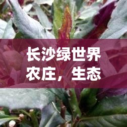 長(zhǎng)沙綠世界農(nóng)莊，生態(tài)休閑明珠背后的故事與排名揭秘