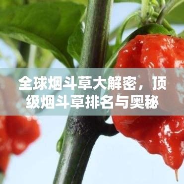 全球煙斗草大解密，頂級(jí)煙斗草排名與奧秘探索