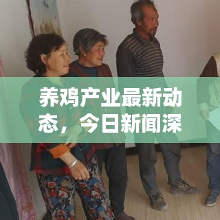 養(yǎng)雞產(chǎn)業(yè)最新動態(tài)，今日新聞深度解析