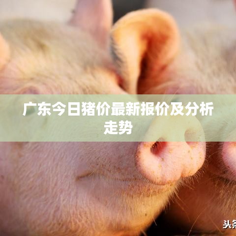 廣東今日豬價最新報價及分析走勢