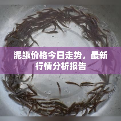 泥鰍價格今日走勢，最新行情分析報告