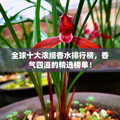 全球十大濃縮香水排行榜，香氣四溢的精選榜單！