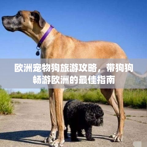 歐洲寵物狗旅游攻略，帶狗狗暢游歐洲的最佳指南