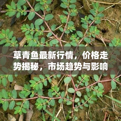 草青魚最新行情，價格走勢揭秘，市場趨勢與影響因素深度剖析