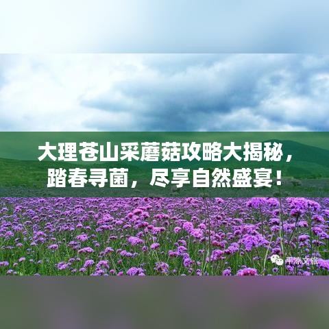 大理蒼山采蘑菇攻略大揭秘，踏春尋菌，盡享自然盛宴！