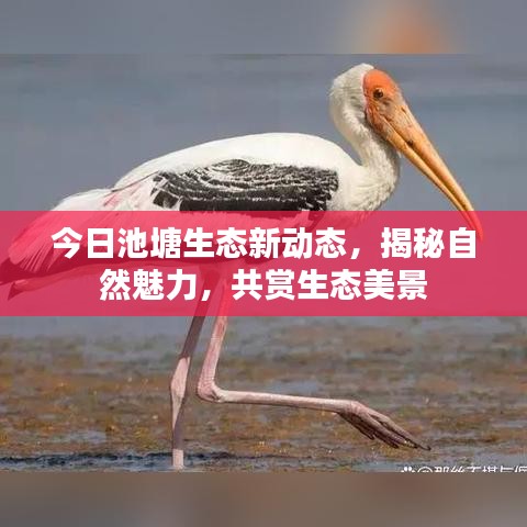 今日池塘生態(tài)新動(dòng)態(tài)，揭秘自然魅力，共賞生態(tài)美景