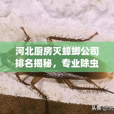 河北廚房滅蟑螂公司排名揭秘，專業(yè)除蟲，守護家庭衛(wèi)生安全