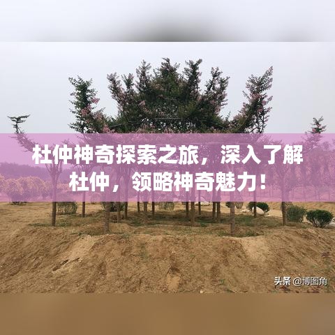 杜仲神奇探索之旅，深入了解杜仲，領(lǐng)略神奇魅力！