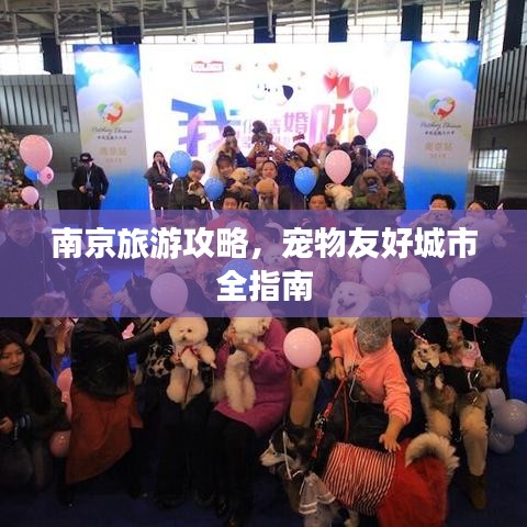 南京旅游攻略，寵物友好城市全指南