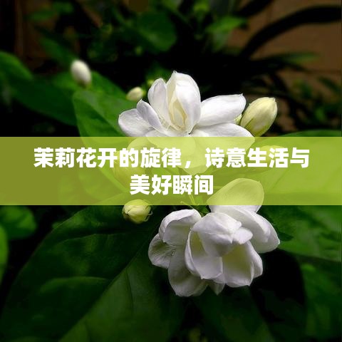 茉莉花開的旋律，詩意生活與美好瞬間