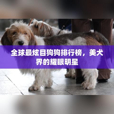 全球最炫目狗狗排行榜，美犬界的耀眼明星