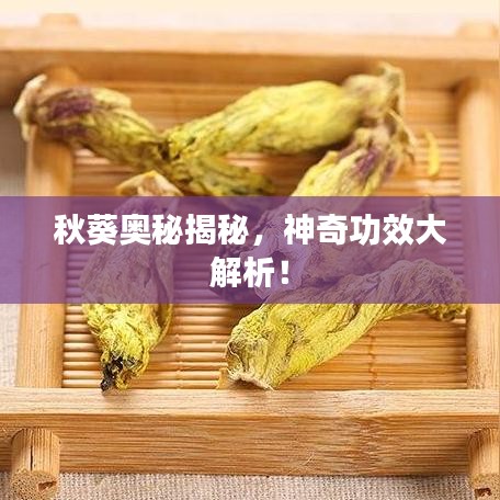 秋葵奧秘揭秘，神奇功效大解析！