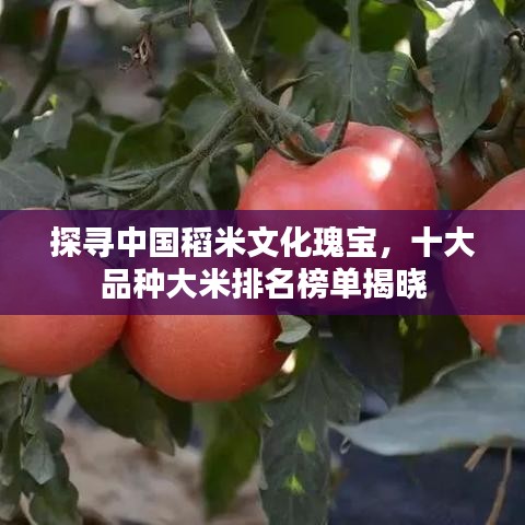 探尋中國稻米文化瑰寶，十大品種大米排名榜單揭曉