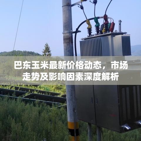 巴東玉米最新價(jià)格動(dòng)態(tài)，市場(chǎng)走勢(shì)及影響因素深度解析