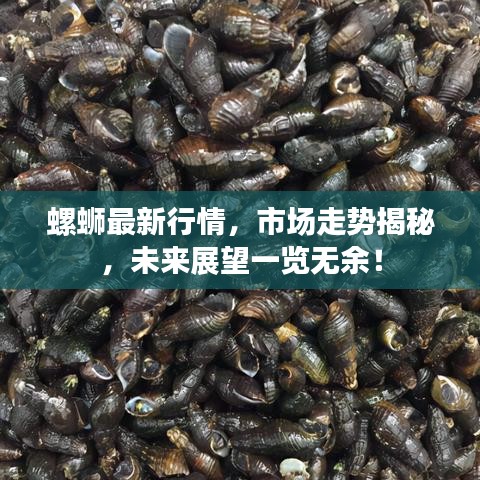 螺螄最新行情，市場走勢揭秘，未來展望一覽無余！