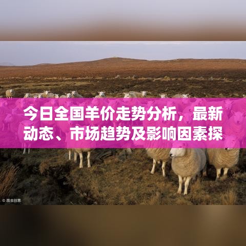 今日全國羊價走勢分析，最新動態(tài)、市場趨勢及影響因素探討