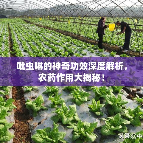 吡蟲啉的神奇功效深度解析，農(nóng)藥作用大揭秘！